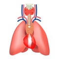 The location of the thymus. Human organ anatomy.